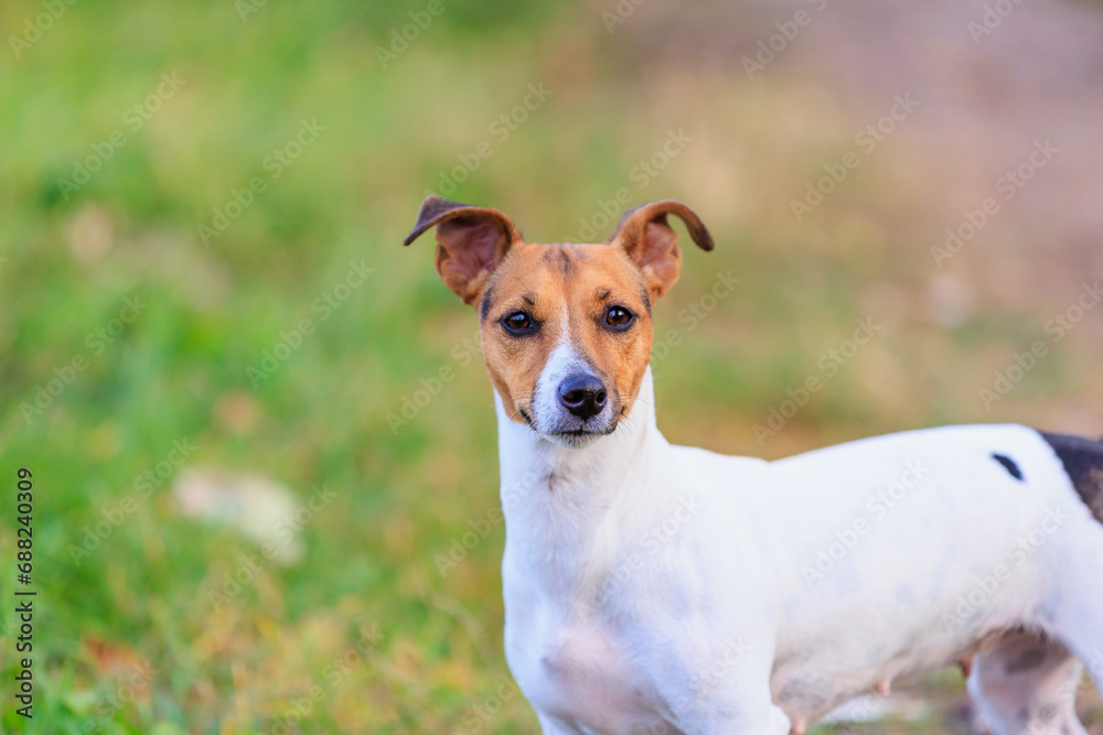 A cute Jack Russell Terrier dog walks in nature. Pet portrait with selective focus and copy space