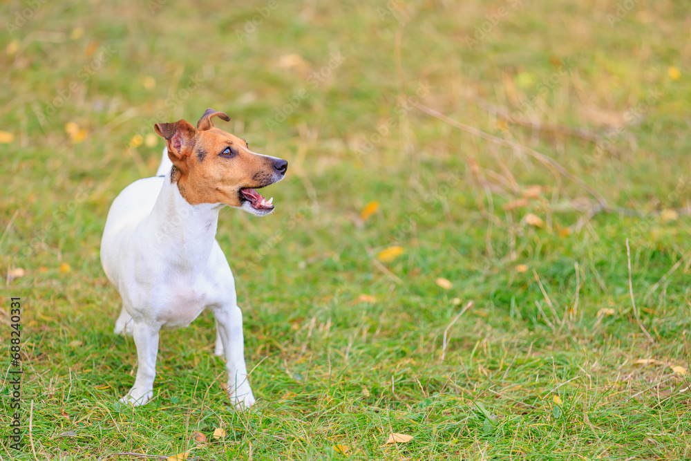 A cute Jack Russell Terrier dog walks in a clearing in the forest. Pet portrait with selective focus and copy space A cute Jack Russell Terrier dog walks in a clearing in the forest. Pet portrait with selective focus and copy space