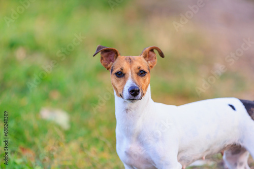 A cute Jack Russell Terrier dog walks in nature. Pet portrait with selective focus and copy space © Iurii Gagarin
