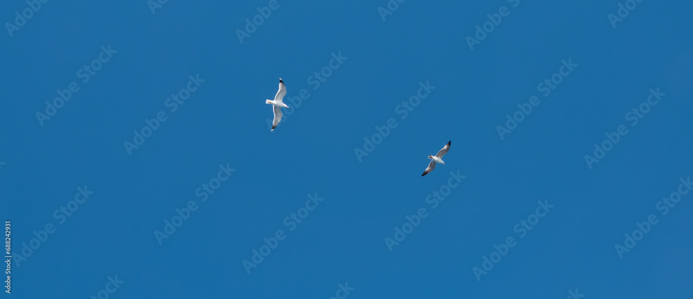 Seagull flying in the blue sky over the sea with mountains in Gokceada island, Turkey, closeup of photo Seagull flying in the blue sky over the sea with mountains in Gokceada island, Turkey, closeup of photo