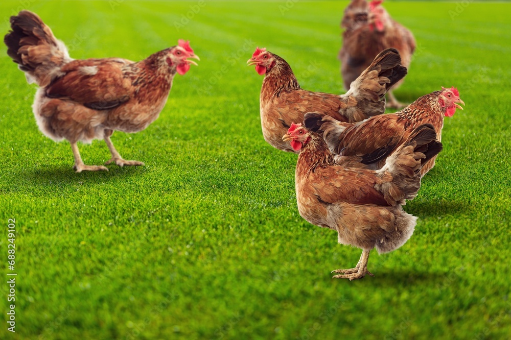 Fototapeta premium This beautiful free-range chickens at field green grass
