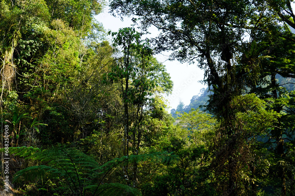 morning sunlight in the beautiful Indonesian tropical forest. Forests are a source of oxygen for life morning sunlight in the beautiful Indonesian tropical forest. Forests are a source of oxygen for life