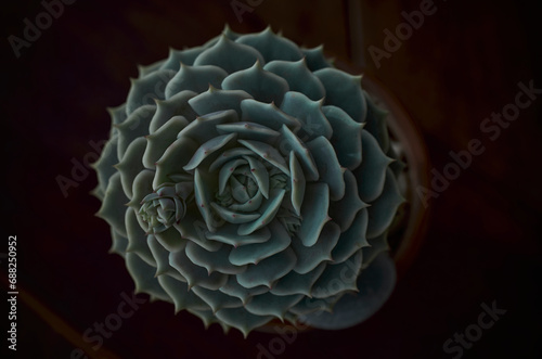 Echeveria Lola - Close up of a succulent plant with a rosette pattern