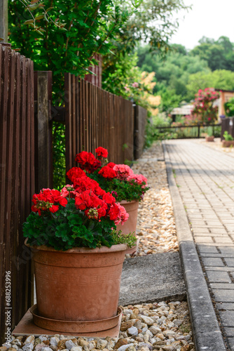 Pots with beautiful flowers near fence in village