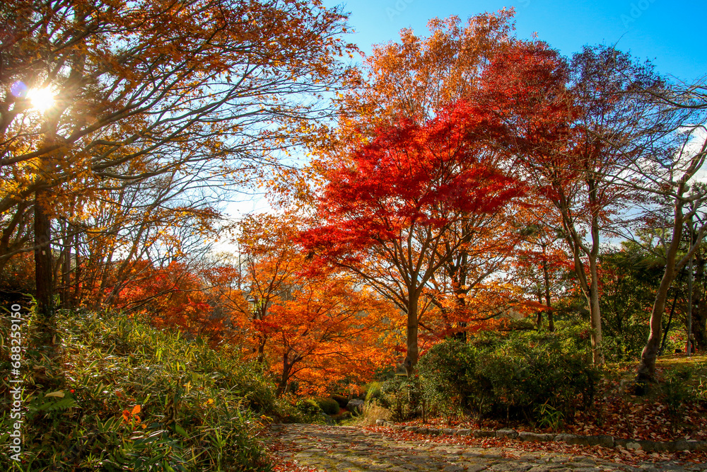 Naklejka premium びわこ文化公園の紅葉