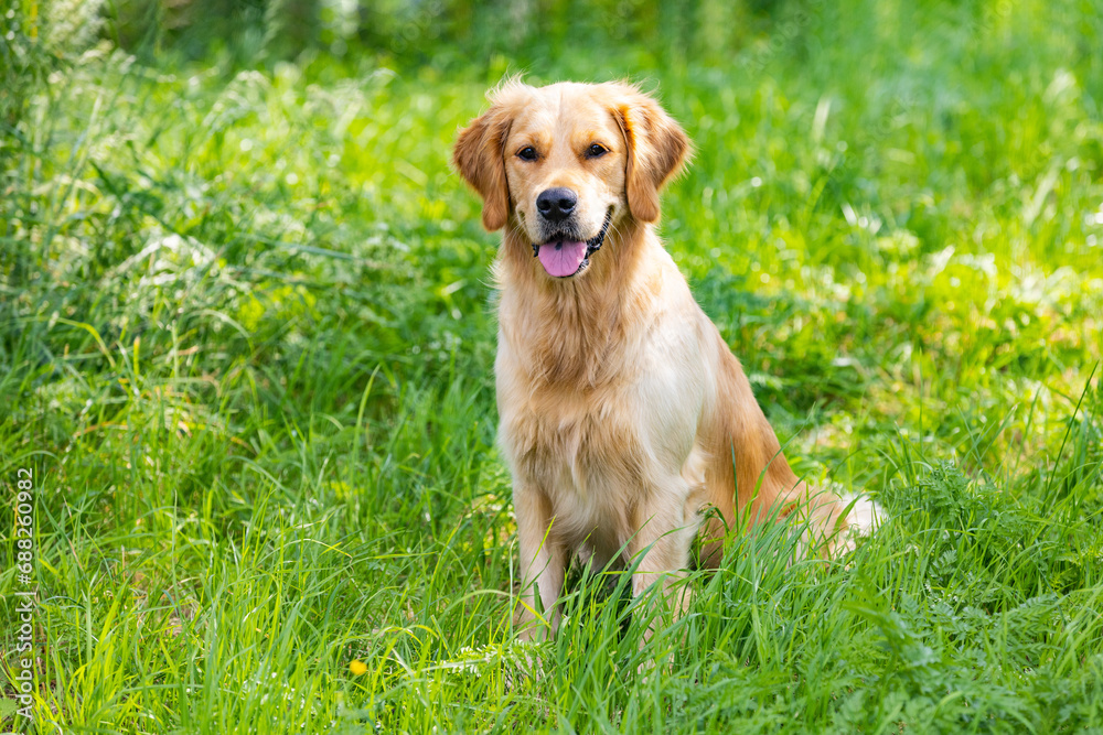 Golden retriever show is tongue Golden retriever show is tongue