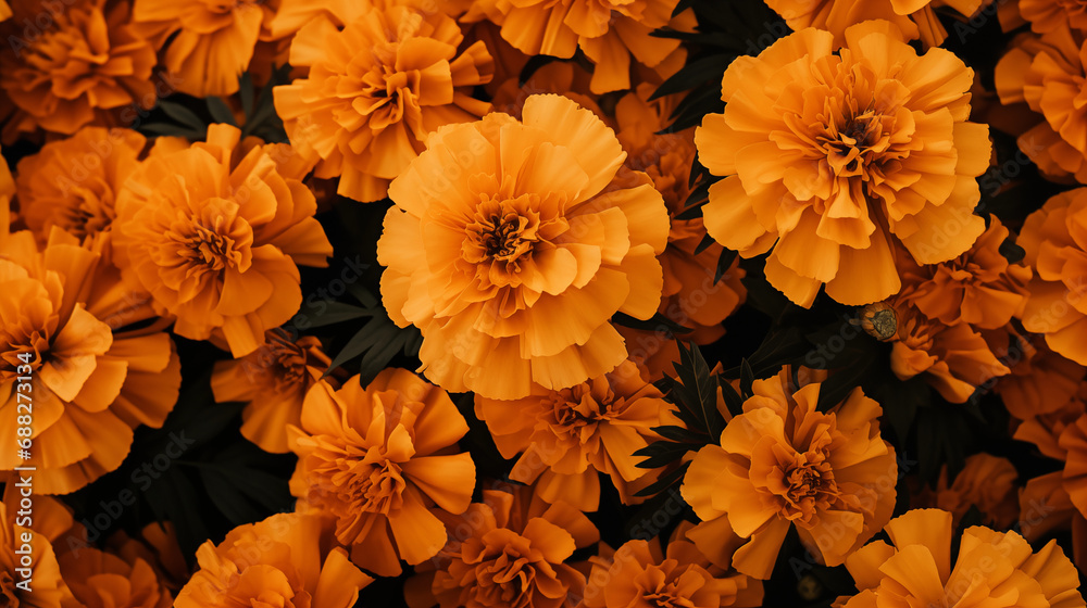Healthy robust marigold background Healthy robust marigold background