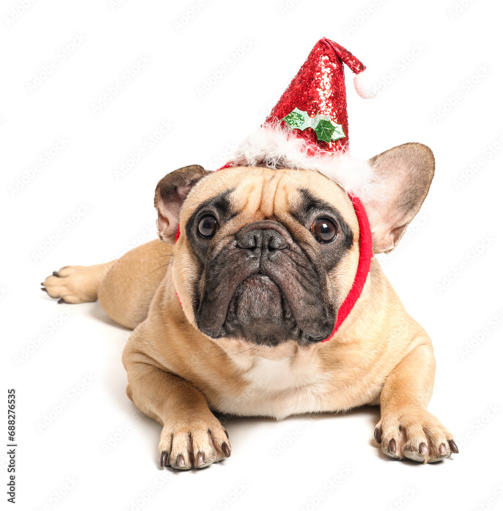 Cute pug dog in Santa hat isolated on white background