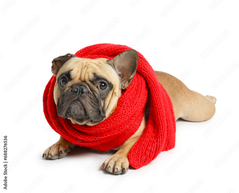 Cute pug dog with warm scarf isolated on white background