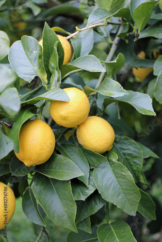 レモンの畑の果実