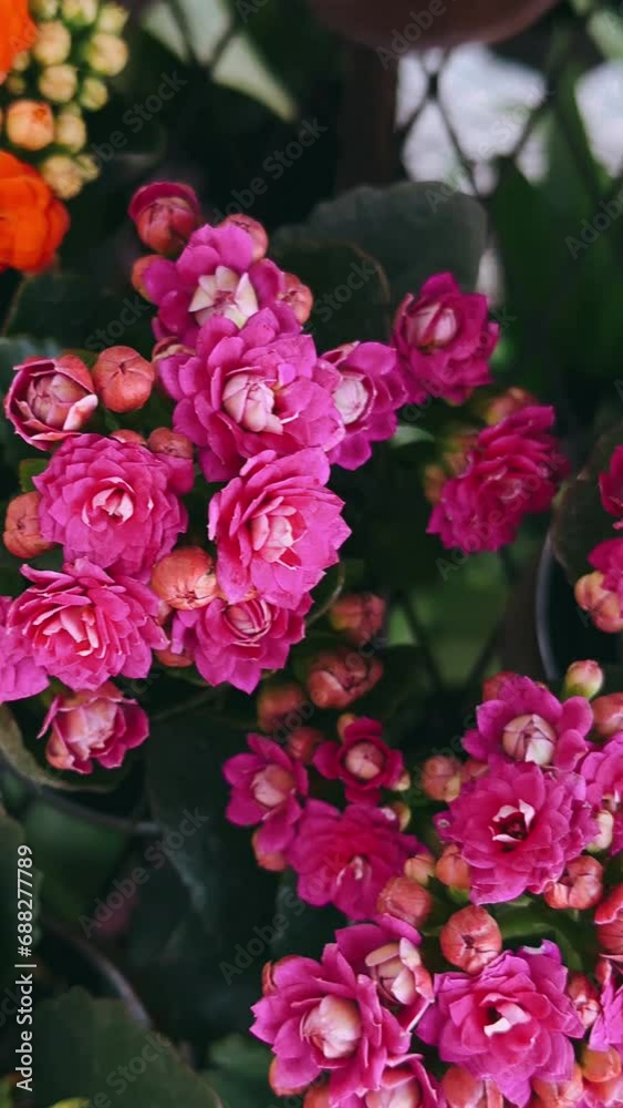 pink roses in garden,pink, roses, flowers, floral, garden, flower in the garden pink roses in garden,pink, roses, flowers, floral, garden, flower in the garden