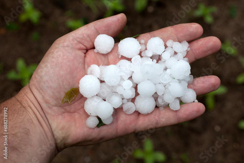 Close-Up: Man's Hand Reveals Quantity of Hailstones Fallen on His Garden. Nature's Impact Captured in the Palms of Resilience
