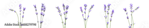 Fototapeta Naklejka Na Ścianę i Meble -  Beautiful lavender flowers isolated on white, set