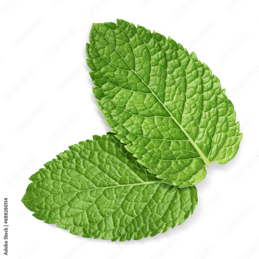 Fresh green mint leaves isolated on white Fresh green mint leaves isolated on white