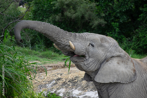 Close up of African elephant eating from a tree.