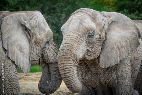 Photography Two elephants greeting each other
