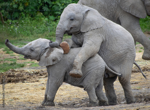 Canvas Print Baby elephants playing together.