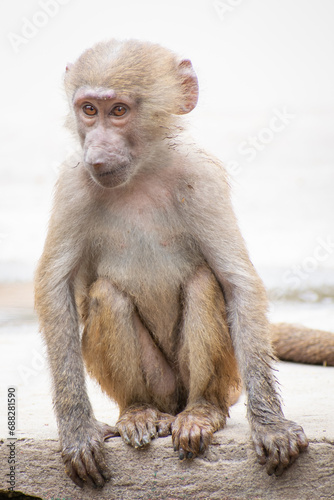 portrait of a juvenile macaque © Matthew