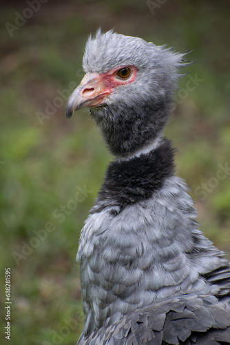 southern screamer close up.