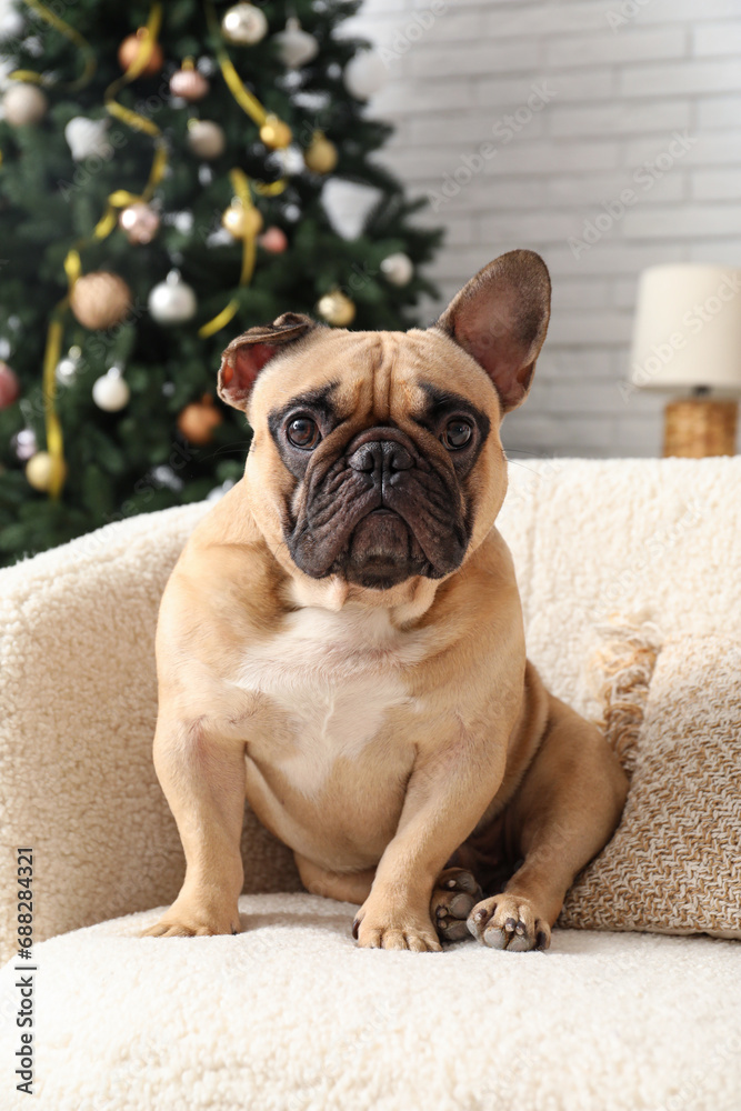 Cute dog in living room on Christmas eve