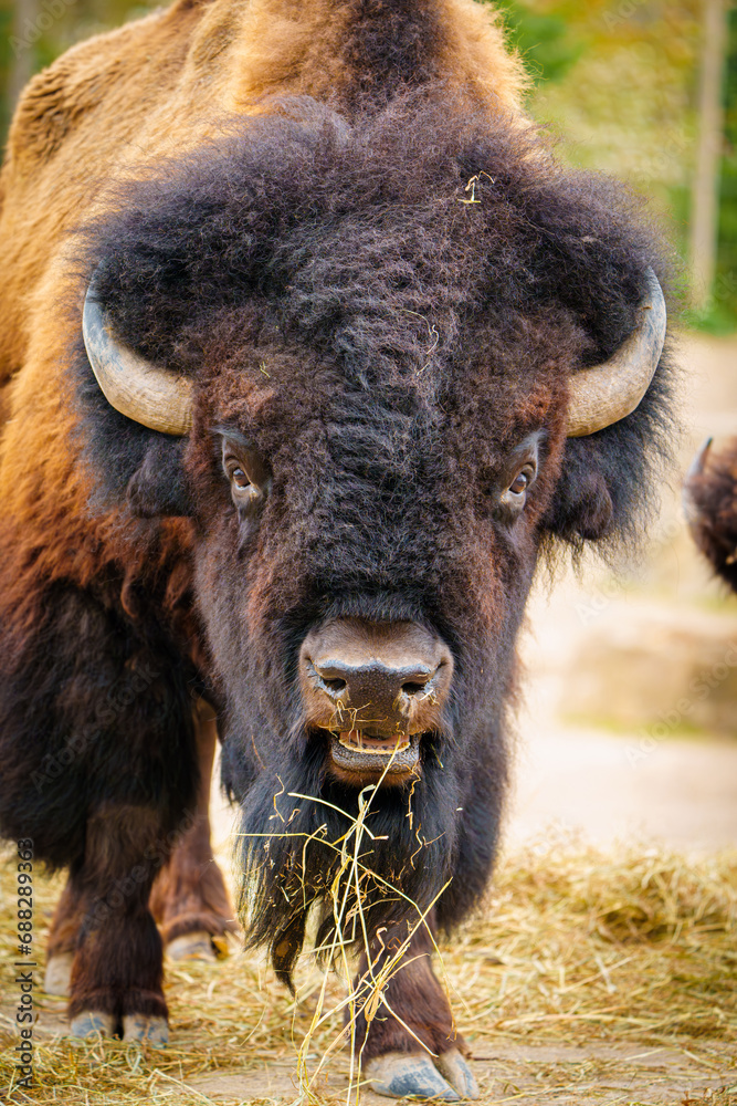 Fototapeta premium Close-up of a bison peacefully grazing on dry grass in its natural habitat. This wildlife photograph captures the beauty of the majestic animal in the wild.