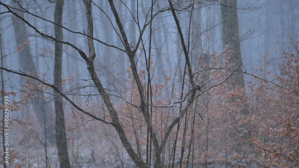 Snowfall.Winter weather.Trees and branches in the snow. falling snow on dark tree trunks background.Winter snowy background. 4k footage Snowfall.Winter weather.Trees and branches in the snow. falling snow on dark tree trunks background.Winter snowy background. 4k footage