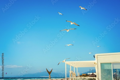 Flying seagulls on blue sky