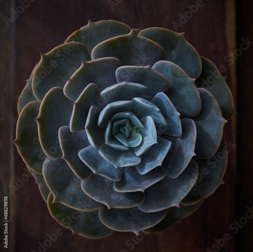 Echeveria collection - succulent plant close up for texture background or wallpaper