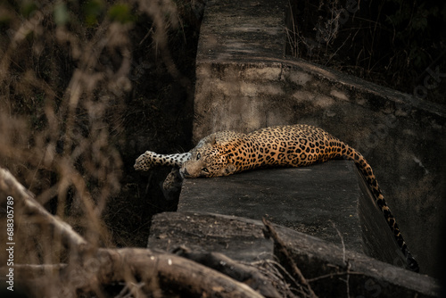 Fototapeta Naklejka Na Ścianę i Meble -  A male Indian Leopard by name