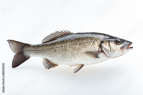 a fish with a white background and a white background