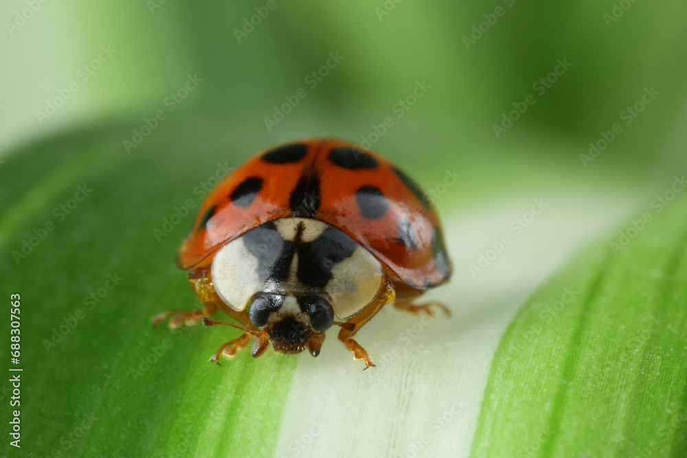 Red ladybug on green leaf against blurred background, macro view Red ladybug on green leaf against blurred background, macro view