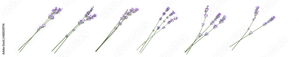 Fototapeta premium Beautiful lavender flowers isolated on white, set