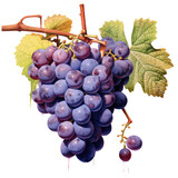 Watercolor grape on transparent background.