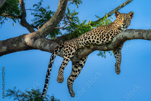  Leopard at Leisure - Posing from the Treetops