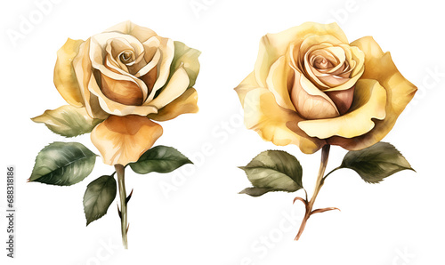 Yellow roses, watercolor clipart illustration with isolated background photo