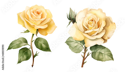 Yellow roses, watercolor clipart illustration with isolated background photo