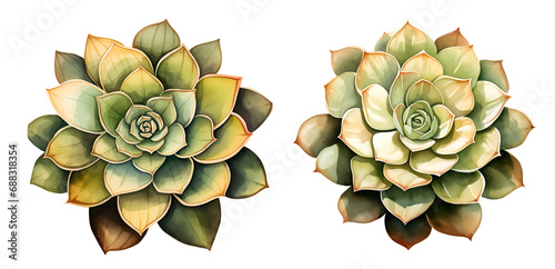 Western succulent, watercolor clipart illustration with isolated background