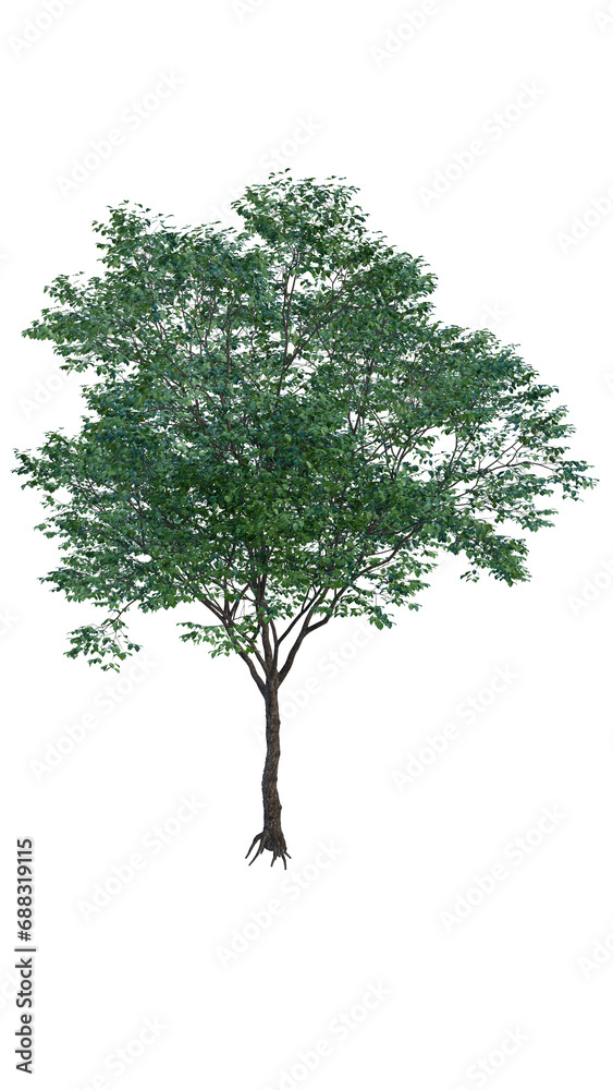 Isolated tree on a transparent background. Single tree isolated on a white background.