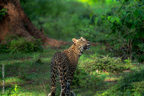 Leopard s Gaze -  Alert and Watchful in the Lush Green