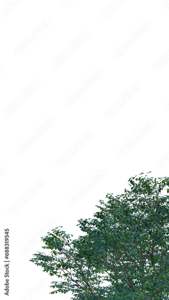 Fototapeta premium Isolated tree on a transparent background. Single tree isolated on a white background.