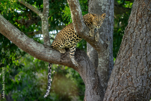 Sri Lankan Leopard Cub is sitting on a tree. photo