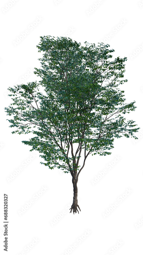 Obraz premium Isolated tree on a transparent background. Single tree isolated on a white background.