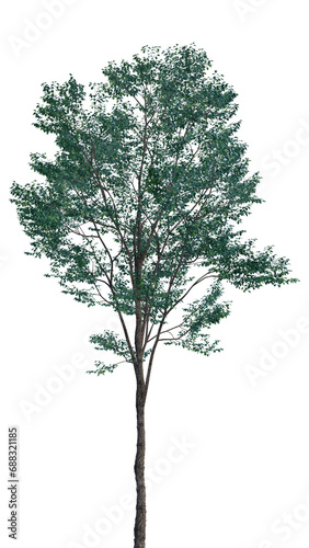 Isolated tree on a transparent background. Single tree isolated on a white background.