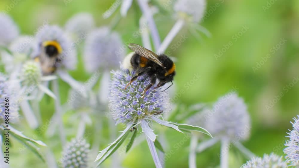 Bumblebee (Bombus) on a thistle feeding nectar and pollen. Insect in a nature environment in Germany. Biodiversity in a garden during summer. Bumblebee (Bombus) on a thistle feeding nectar and pollen. Insect in a nature environment in Germany. Biodiversity in a garden during summer.