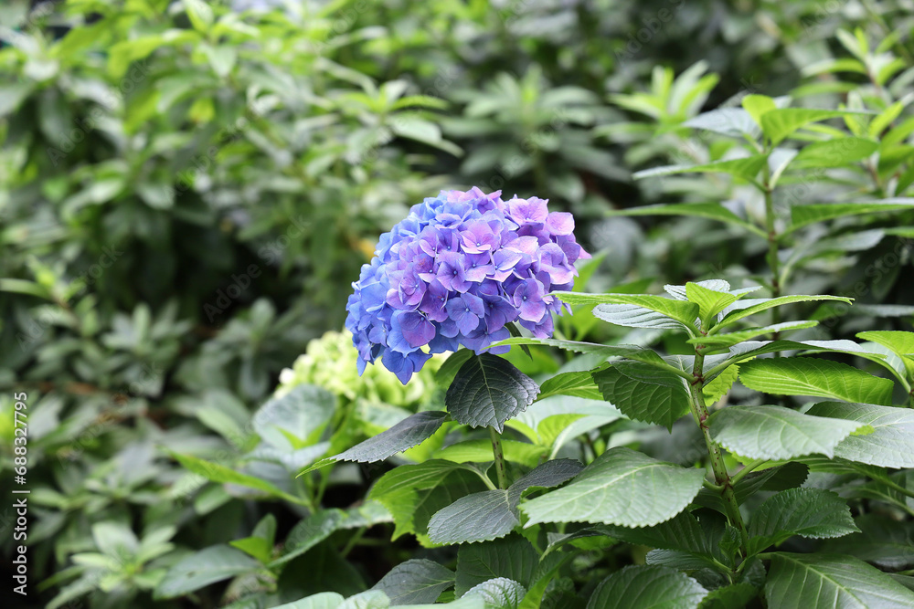 Field of Colorful Beautiful Bouquet of Hydrangea Flower in Garden for Postcard Decoration and Agriculture Concept Design with Selective Focus. Field of Colorful Beautiful Bouquet of Hydrangea Flower in Garden for Postcard Decoration and Agriculture Concept Design with Selective Focus.