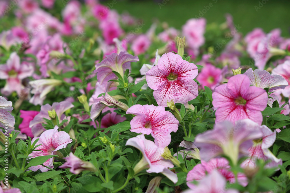 Field of Colorful Bouquet of Beautiful Pink Flower in Garden for Agriculture Concept Design with Selective Focus. Field of Colorful Bouquet of Beautiful Pink Flower in Garden for Agriculture Concept Design with Selective Focus.