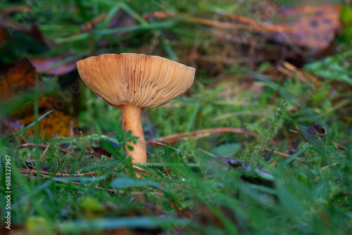 a single small fungi is growing out of the grass. It is curling up showing the detail in the gills. It is a single stem with space for text and taken from ground level