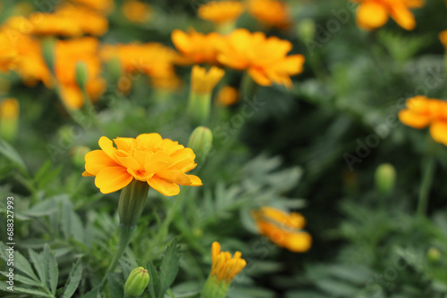 Field of Colorful Bouquet of Beautiful Cosmos Flower in Garden for Agriculture Concept Design with Selective Focus. © Paisan