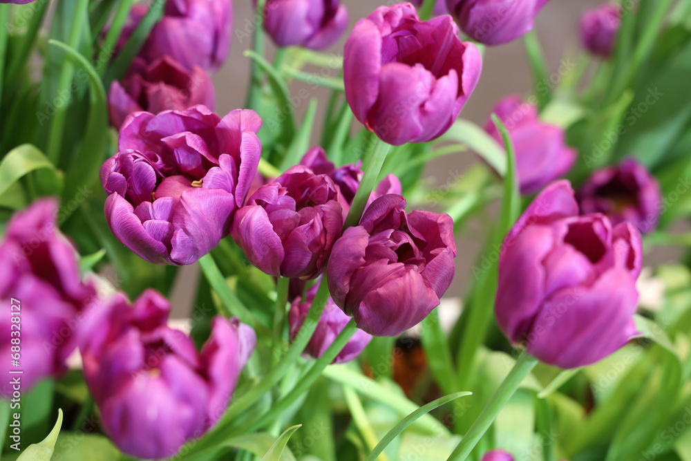 Field of Colorful Beautiful Bouquet  of Tulip Flower in Garden for Postcard Decoration and Agriculture Concept Design with Selective Focus.