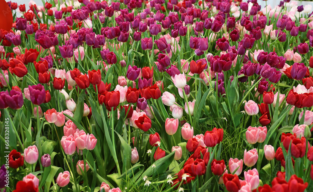 Field of Colorful Beautiful Bouquet  of Tulip Flower in Garden for Postcard Decoration and Agriculture Concept Design with Selective Focus.
